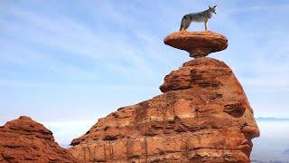 HABITANTES De ARIZONA: La Vida SALVAJE En EL GRAN CAÑÓN