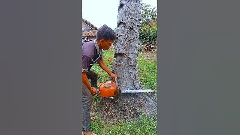 Cutting down the amazing big coconut tree#wood#coconut#woodworking