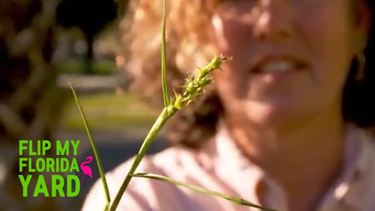 Flip My Florida Yard The Reynolds Family YouTube