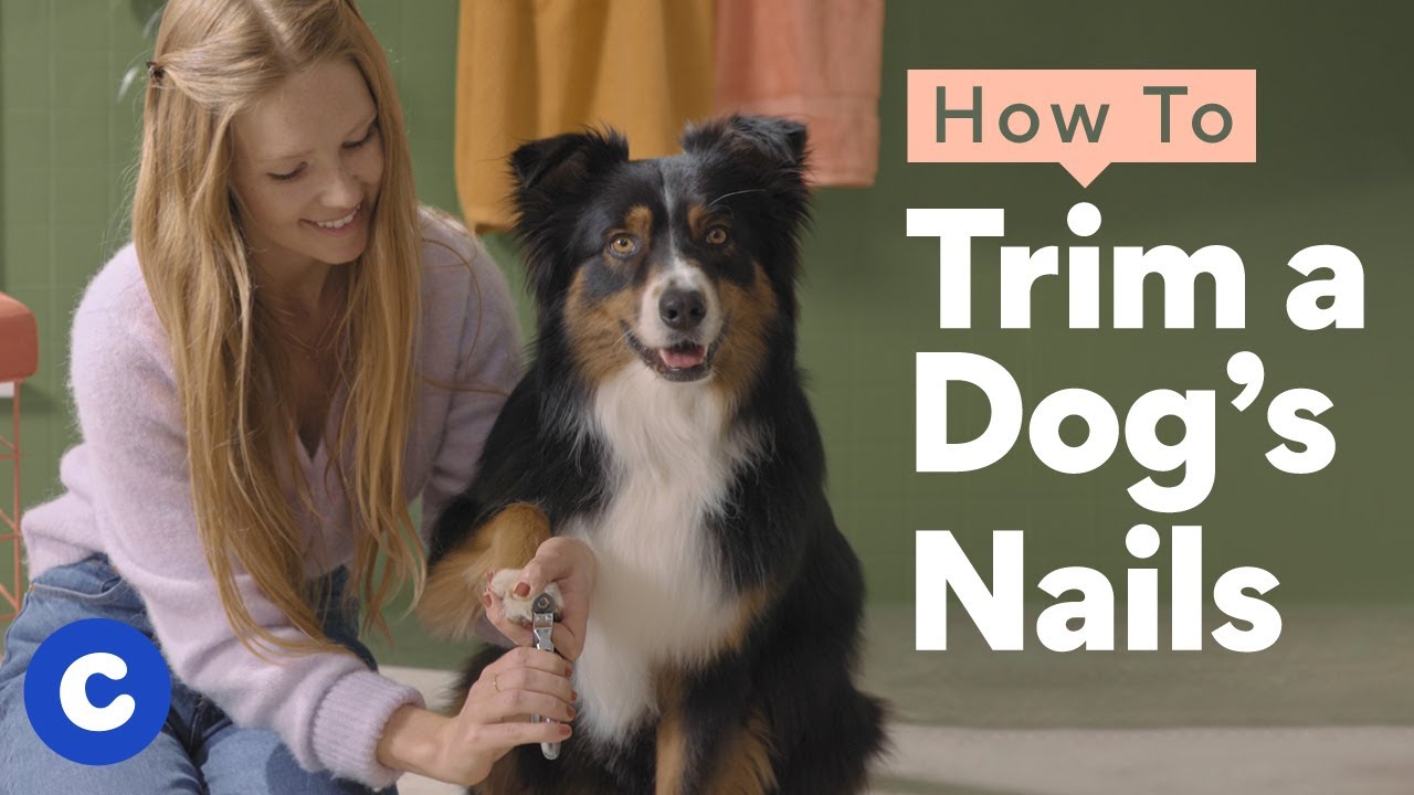 How to Trim Your Dog's Nails At Home