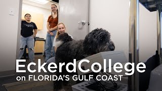 Orlo the Dog learns to play video games in an Eckerd College study