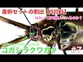 【３度目】コガシラクワガタの採卵と管理方法　#7