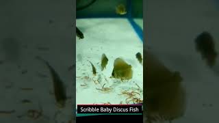 Scribble Baby Discus Fish | Blood Worms Fish Food | Freeze Worms | Discus Fry #shorts