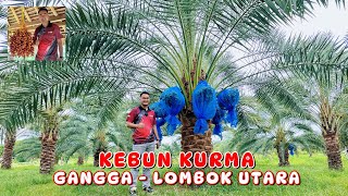 POHON KURMA TUMBUH SUBUR DI LOMBOK UTARA || PERNAH IKUT FESTIVAL DI ABU DHABI