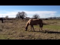 Good Horse Started to Bite Owner-  Why- Normal Horse Behavior- Rick Gore Horsemanship