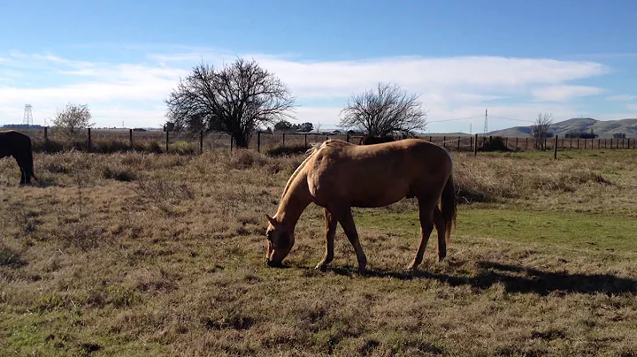 Good Horse Started to Bite Owner-  Why- Normal Hor...