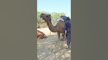 hiw male camel sitting down water cannon upon back