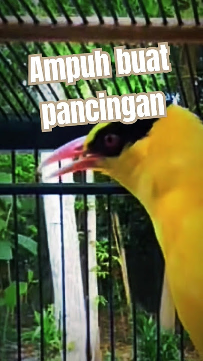 Kepodang gacor Ampuh buat pancngan