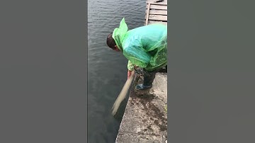 Chài cá rô phi #fishing