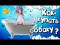 КАК ПРАВИЛЬНО МЫТЬ СОБАКУ?  | КУПАНИЕ СОБАК