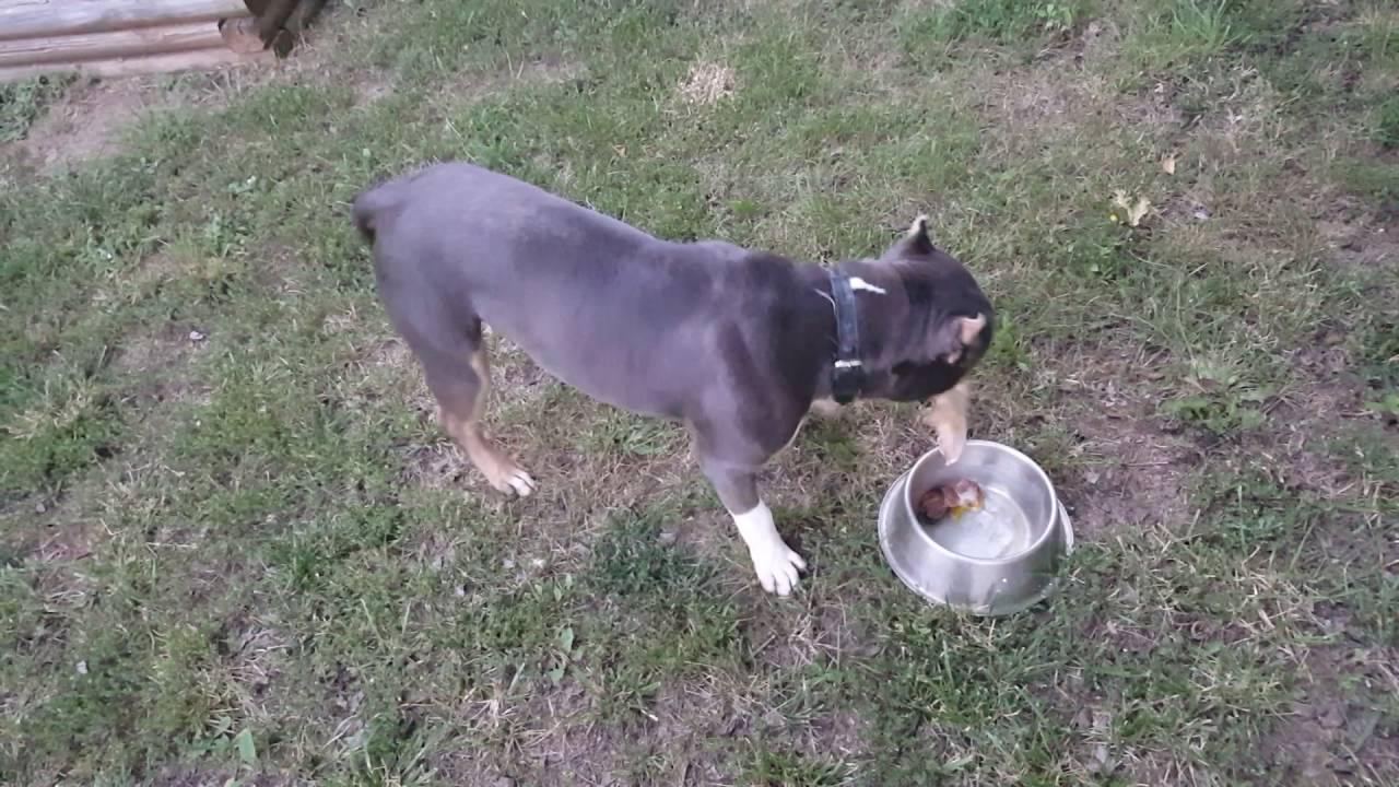 American bully raw diet for dogs YouTube