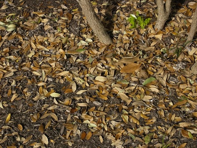 Why Is My Tree Losing Its Leaves in Summer?