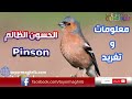 تعرف على طائر الحسون الظالم 'pinson' الجميل و استمتع بتغريده الشجي