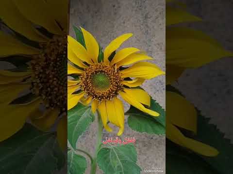 حديقة الجواني على الرصيف صلوا على النبي