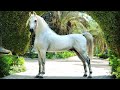 الحصان العربي الأصيل أجمل الخيول العربية المصرية الأصيلة وأشهرها وأكثرها تأثيرا في عالم الخيل العربي