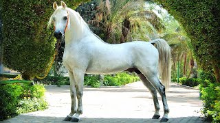 الحصان العربي الأصيل أجمل الخيول العربية المصرية الأصيلة وأشهرها وأكثرها تأثيرا في عالم الخيل العربي