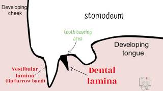 Development of Tooth  Part 1 (Morphological stages dental lamina)