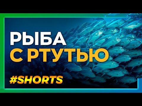 В какой рыбе нет ртути? Опасное вещество, которое убивает #Shorts