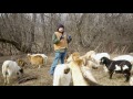 Winter Grazing of Goats - Minnesota Department of Agriculture Grant - Part 1 of 2 Year 2016