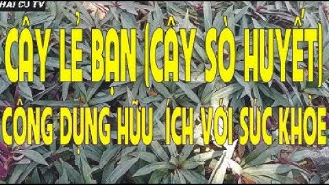 CÂY LẺ BẠN (CÂY SÒ HUYẾT) -   Vị thuốc và làm cảnh  tuyệt vời với sức khỏe và tinh thần người Việt.
