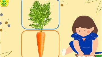 HĐNBTN " Củ su hào, củ cà rốt" - GV Khuất Thị Thúy - Lớp nhà trẻ Trường MN Cẩm Yên