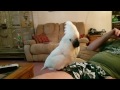 3 mo old baby cockatoo behavior, sounds and play