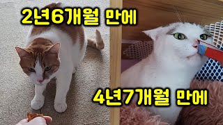 Amazing change in cat after 4 years and 7 months! by 매탈남 54,697 views 1 month ago 6 minutes, 26 seconds