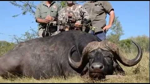 Cape Buffalo Frontal - Bow & Arrow - GrizzlyStik Arrows & Broadheads