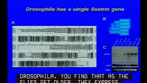 Control of Tumor Promotion and Metastatic Progression by Inflammatory Signaling