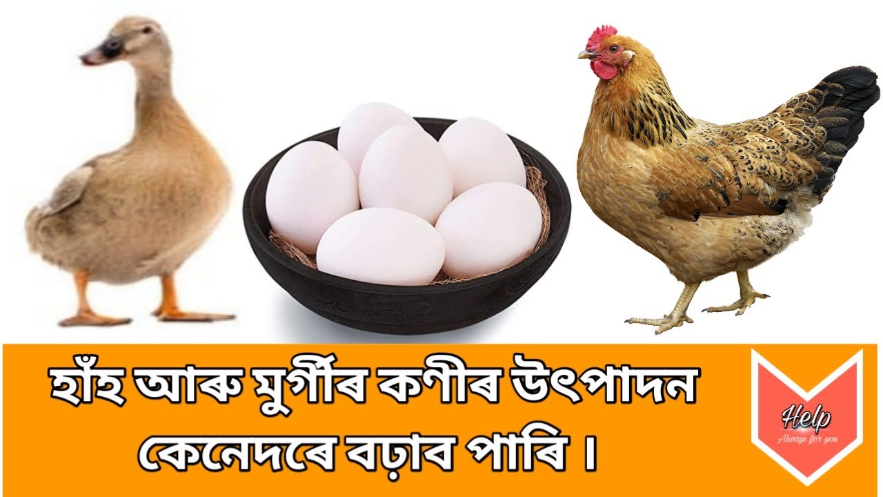 হাঁহ আৰু মুৰ্গীৰ কণীৰ উৎপাদন কেনেদৰে বঢ়াব পাৰি ।। How to increase Chicken & Duck egg production.