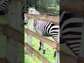 Residents living in North Bend, Washington came together to wrangle runaway zebras