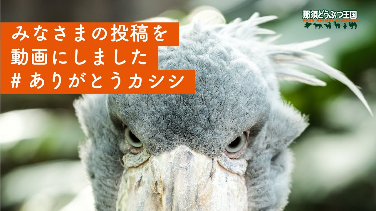 【ハシビロコウ】ありがとうカシシ / Shoebill - Thanks a lot! Kasisi