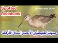 صوت الطيطوي أحمر الساق الأرقط Spotted Redshank Sound