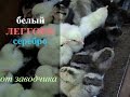 Леггорн от заводчика Овоскопирование //ПТИЦА//A Leghorn from a breeder Voskobitova