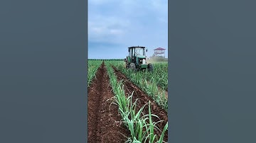Sugarcane Planting And Soil Ridge Plowing Process !