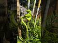 Are Snakes Really Attracted To Sandalwood Trees Are Snakes Really Attracted To Sandalwood Trees
