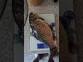 Килограммовый карась. Ладошечник. #fishing #карась #килограммовыйкарась