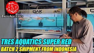 New Shipment Of Quality Super Red Arowana By Tres Aquatics From Indonesia