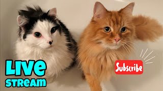 Thursday Fluff  Live Stream