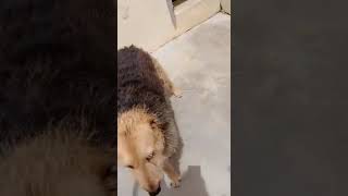 Από το αεροδρόμιο στο κυνοκομείο Ηρακλείου δύο αξιαγάπητα σκυλιά by Newshub 48 views 5 days ago 1 minute, 43 seconds