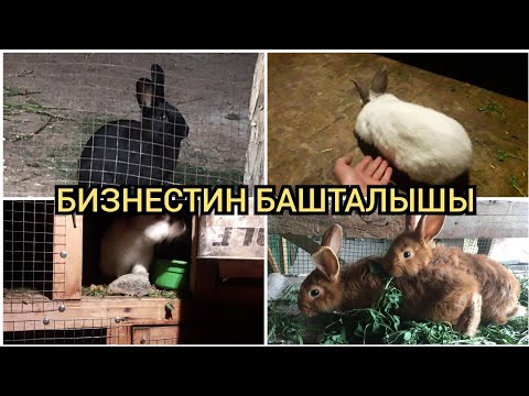 Video: Коён Дебарждын таза баасы: Wiki, үй-бүлө, үй-бүлө, үйлөнүү үлпөтү, маяна, бир туугандар