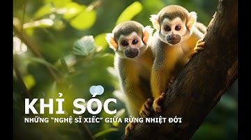 🐒 KHỈ SÓC – NGHỆ SĨ XIẾC GIỮA RỪNG NHIỆT ĐỚI | Bảo Vệ Động Vật Hoang Dã