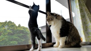 小さな獲物を見つけた黒鼻ちゃんとボス吉【仲良し子猫姉妹の成長記録】