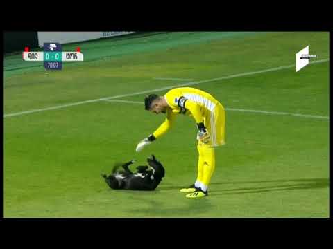 გორის დილას  სტადიონზე მატჩის მსვლელობისას მოედანზე ქუჩის ძაღლი შევარდა (ვიდეო)