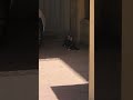 قتال القطط  Cats fighting