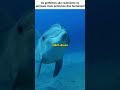 GOLFINHOS SÃO MAIS INTELIGENTES QUE HUMANOS? #shorts #shortsvirais #curiosidades #viral