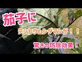 茄子に付いたテントウムシダマシに驚きの防除効果！【髭サン農家】
