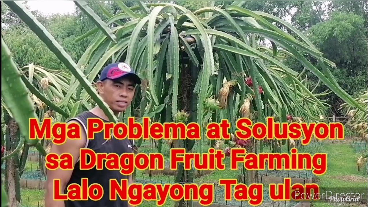 Mga Problema at Solusyon sa Dragon Fruit Farming Lalo Ngayong Tag Ulan