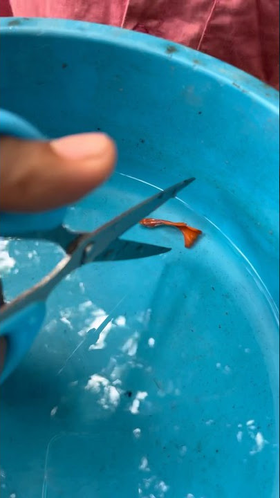 ✂️ഗപ്പിയുടെ വാല് മുറിക്കൽ ചടങ്ങ് 🥳🥰 cutting guppies tail|#farming #guppy #shorts #short