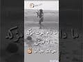 ما دام الموت مؤكد لاتعيش الحياة جبان